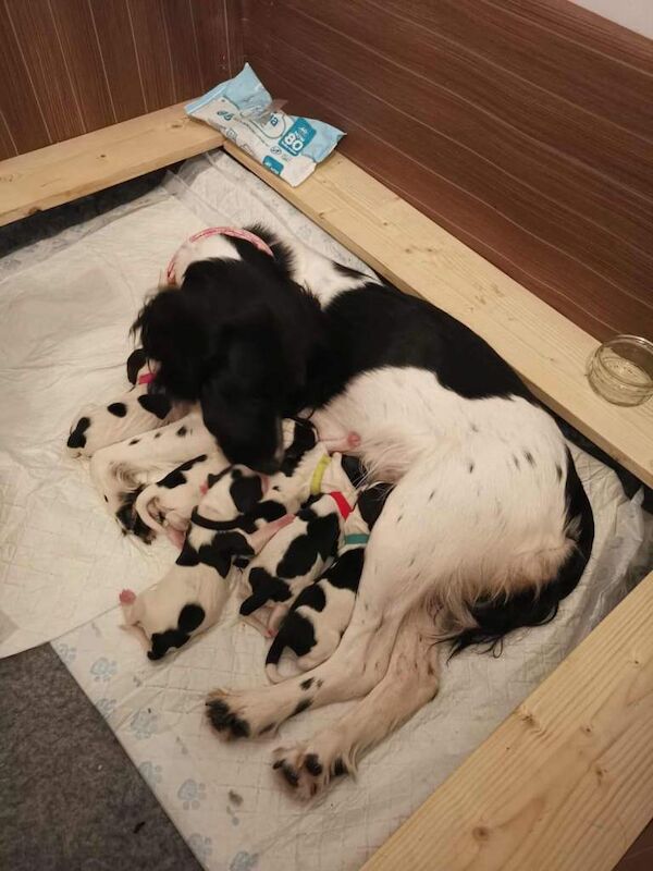 Springer Spaniel puppies for sale in Stevenston, Ayrshire and Arran – KC registered, 9 weeks old