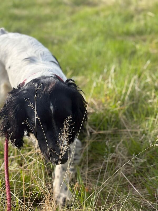 Beautiful healthy Spaniel for sale (male) suitable for family or working dog. Quiet dog. for sale in Highland Boath, Nairn - Image 2