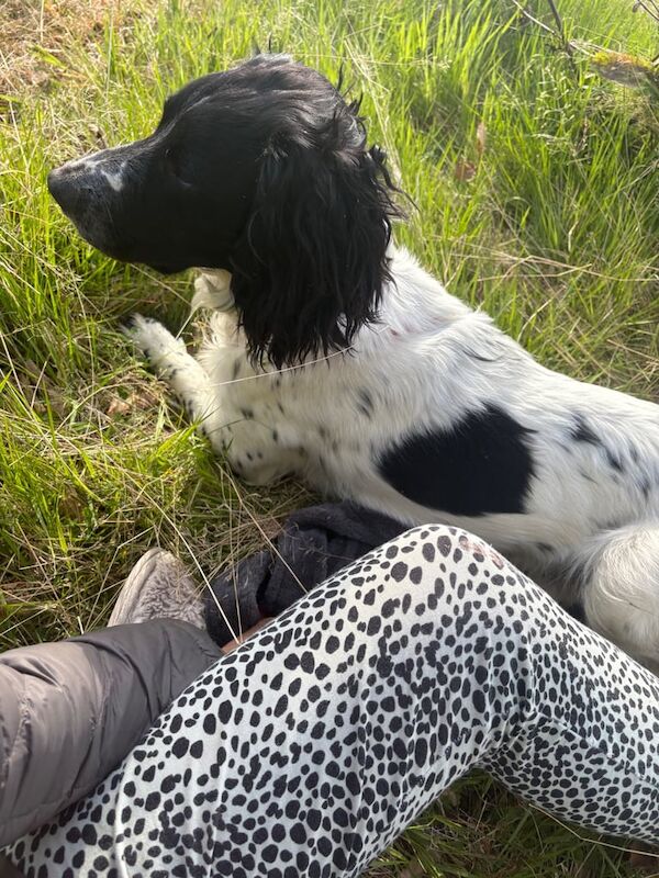 Beautiful healthy Spaniel for sale (male) suitable for family or working dog. Quiet dog. for sale in Highland Boath, Nairn - Image 3