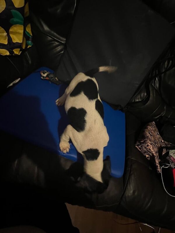 Springer Spaniel puppies for sale in Dinnington, South Yorkshire – 9 weeks old