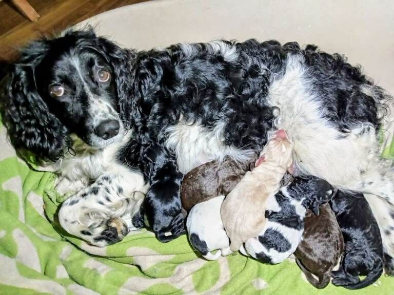 Springer Spaniel Puppies For Sale