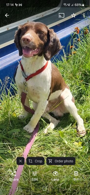 Springer Spaniel for adoption in Llangollen, Denbighshire – 10 months old