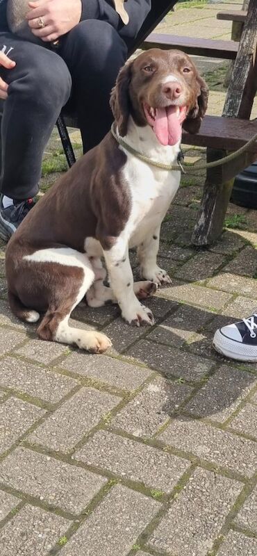 Beautiful springer spaniel for sale in Llangollen, Denbighshire | Image 2