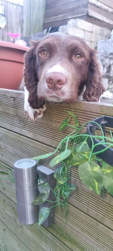 Beautiful springer spaniel for sale in Llangollen, Denbighshire | Image 3