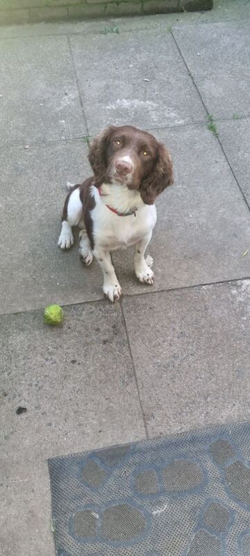 Beautiful springer spaniel for sale in Llangollen, Denbighshire | Image 4