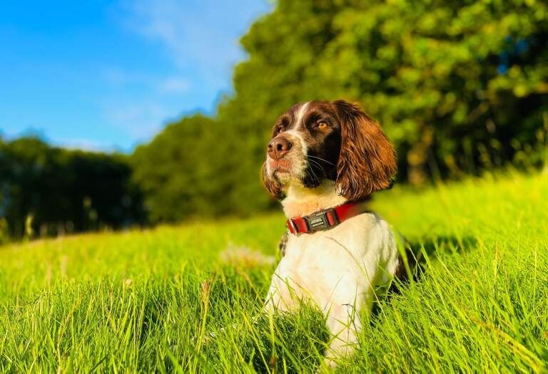 Springer Spaniel Puppies For Sale