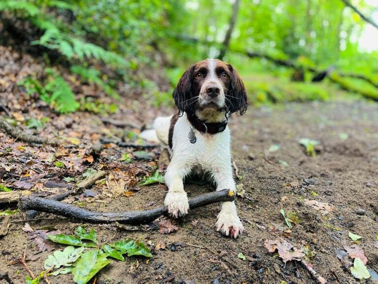 Beautiful Springer Spaniel £300 - Image 2 of 6