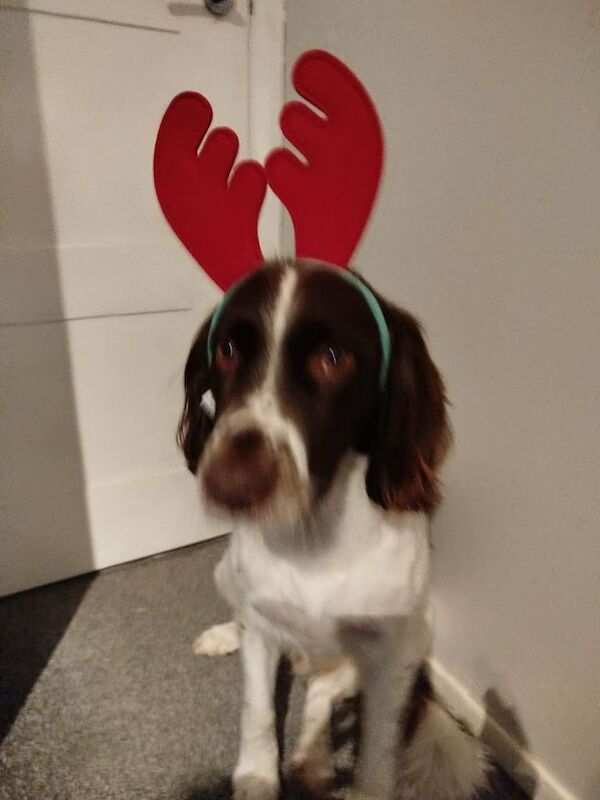 Beautiful Springer Spaniel £300 - Image 3 of 6