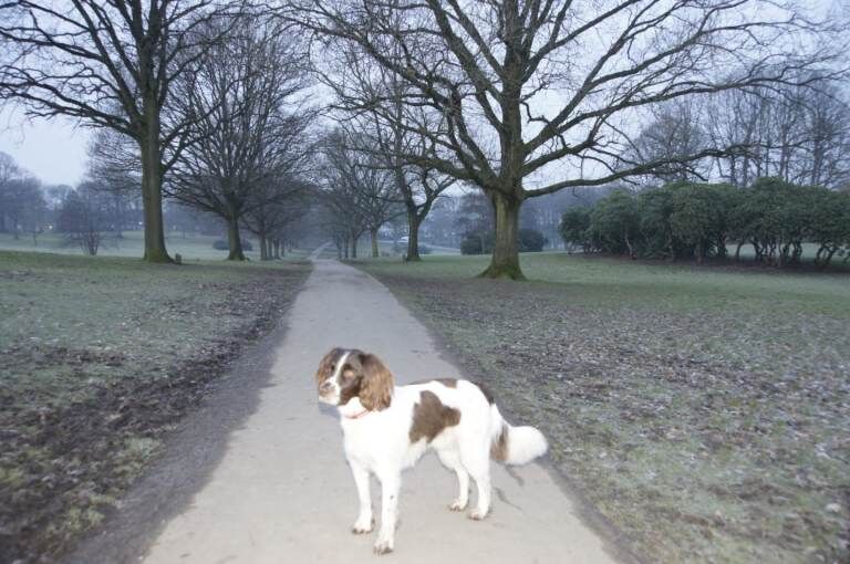 Beautiful Springer Spaniel £300 - Image 4 of 6