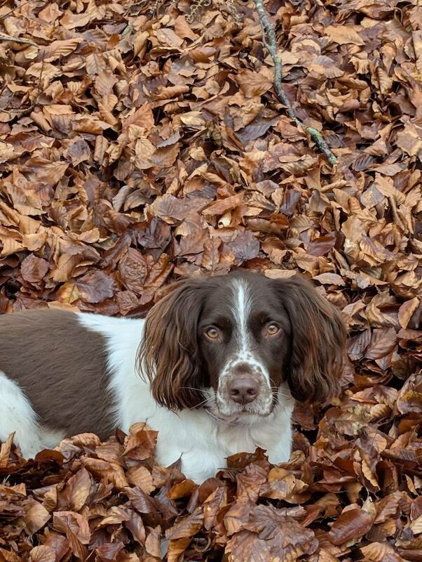 Beautiful Springer Spaniel £300 - Image 5 of 6