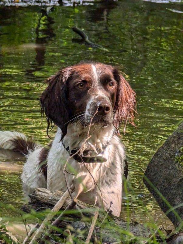 Beautiful Springer Spaniel £300 - Image 6 of 6