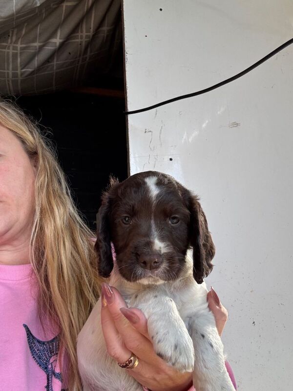 Beautiful springer spaniel puppies