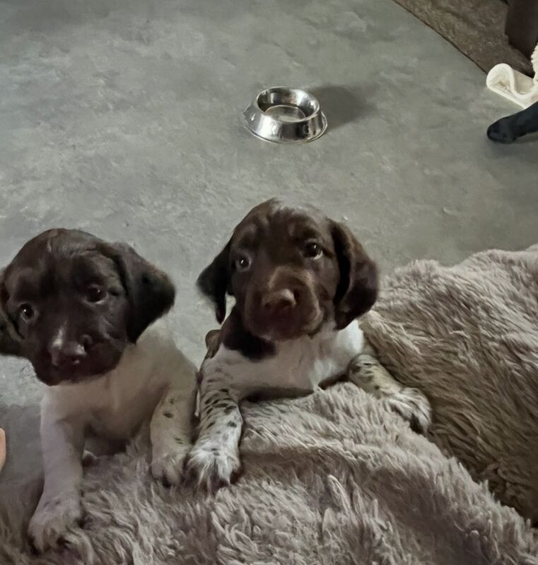 Springer Spaniel puppies for sale in Ashton-under-Lyne, Greater Manchester – KC registered, 6 weeks old