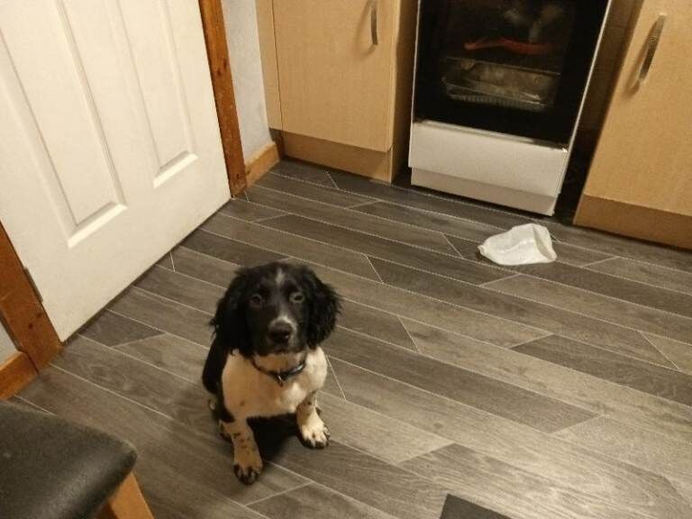 Springer Spaniel Puppies For Sale