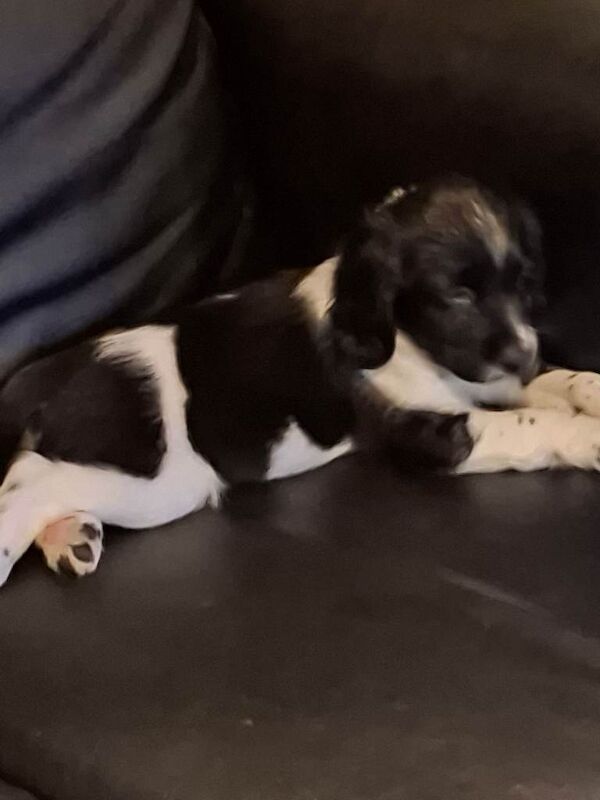 Springer Spaniel puppies for sale in Wick, Highland – 11 weeks old - Image 2 of 2