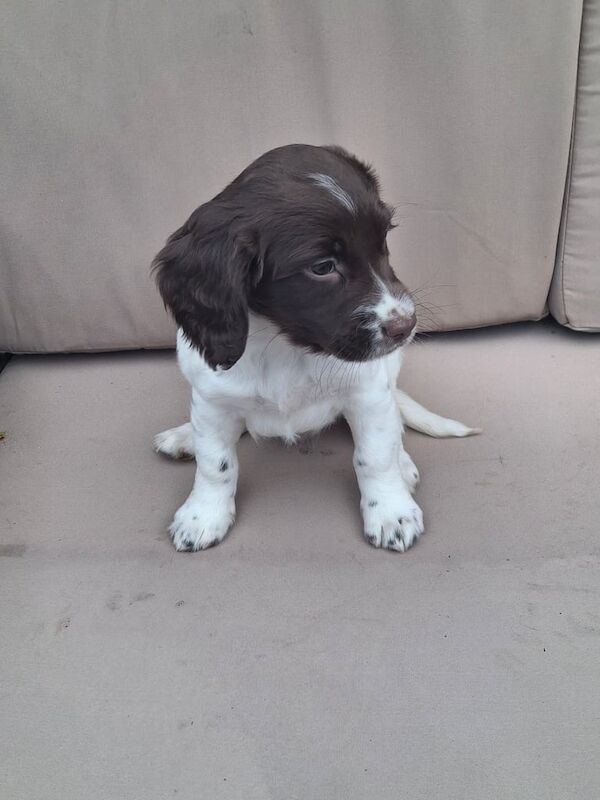 Beautiful Springer spaniel pups for sale in Armagh, County Armagh