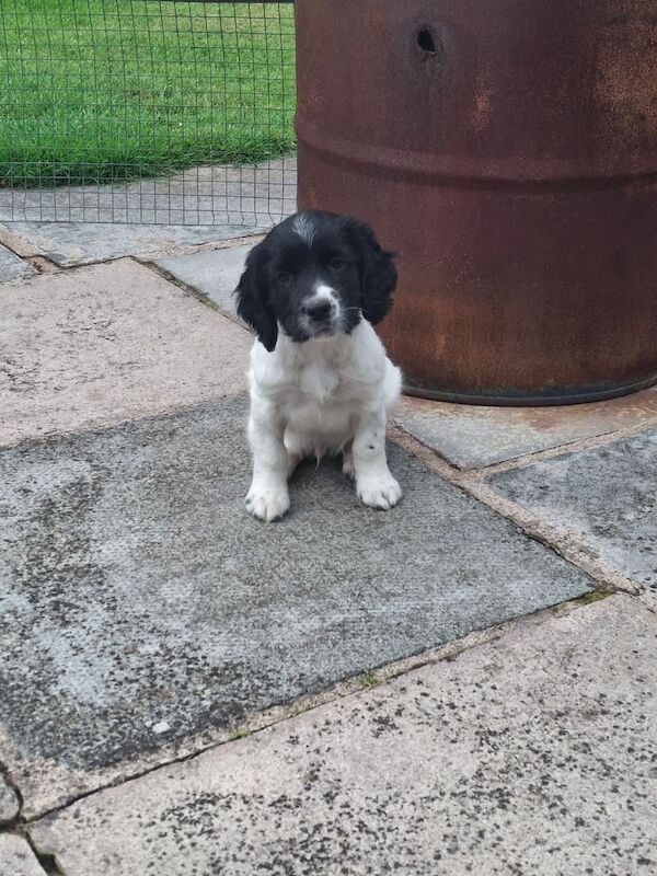 Beautiful Springer spaniel pups for sale in Armagh, County Armagh | Image 2