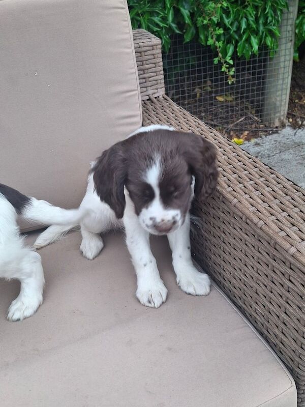 Beautiful Springer spaniel pups for sale in Armagh, County Armagh | Image 3
