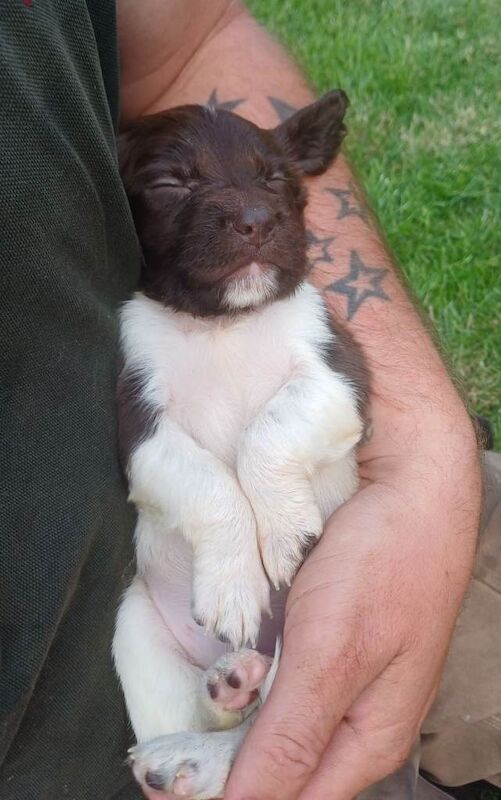 Beautiful Springer Spaniel pups