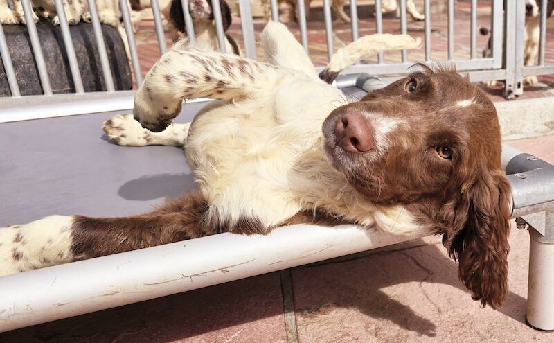 Bluebell Springer Spaniel Puppies for sale in Redruth, Cornwall | Image 2