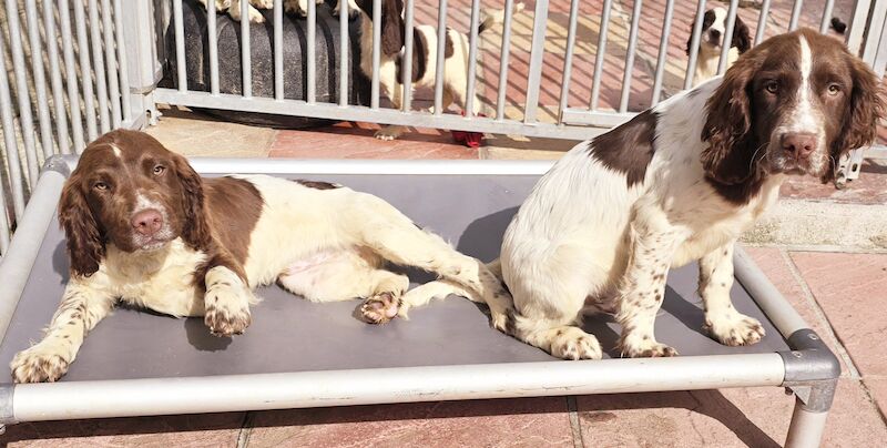 Bluebell Springer Spaniel Puppies for sale in Redruth, Cornwall | Image 3