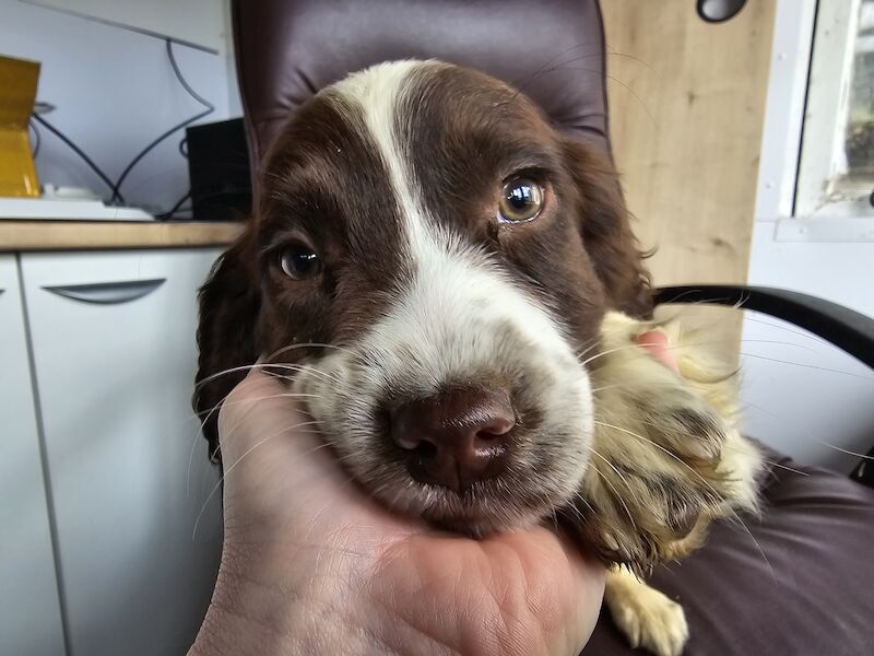 Springer Spaniel puppies for sale in Redruth, Cornwall – KC registered, 1 year old - Image 13 of 15