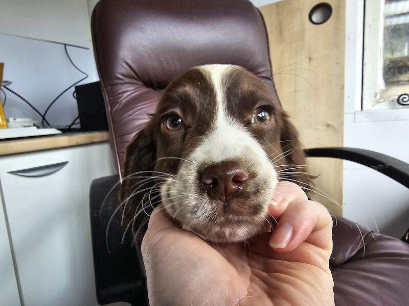 Springer Spaniel puppies for sale in Redruth, Cornwall – KC registered, 1 year old - Image 14 of 15