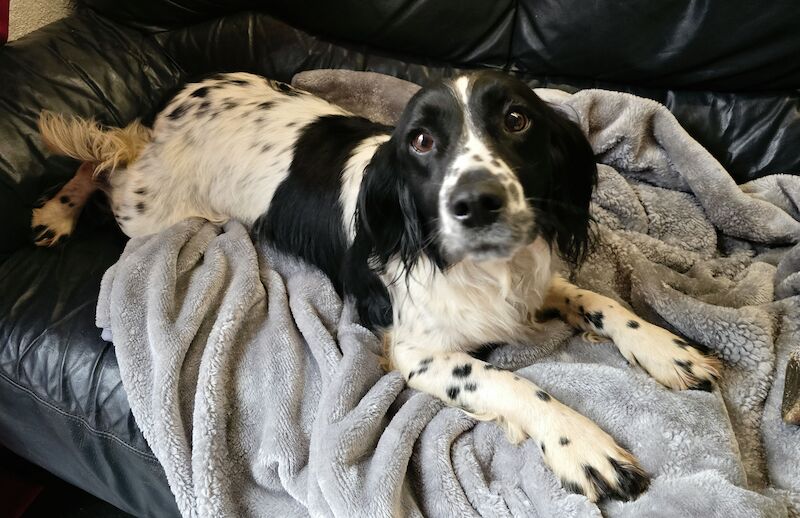 Springer Spaniel puppies for sale in Redruth, Cornwall – KC registered, 1 year old - Image 5 of 15