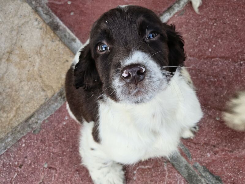 Bluebell Springer Spaniel Puppies for sale in Redruth, Cornwall | Image 4