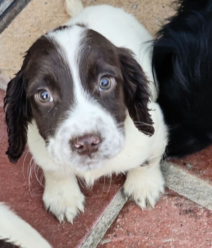 Springer Spaniel puppies for sale in Redruth, Cornwall – KC registered, 1 year old - Image 12 of 15