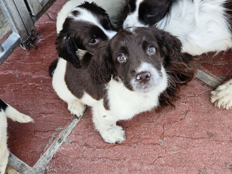 Springer Spaniel puppies for sale in Redruth, Cornwall – KC registered, 1 year old - Image 8 of 15