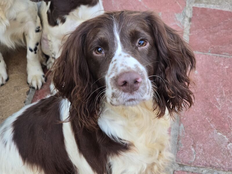 Springer Spaniel puppies for sale in Redruth, Cornwall – KC registered, 1 year old - Image 6 of 15