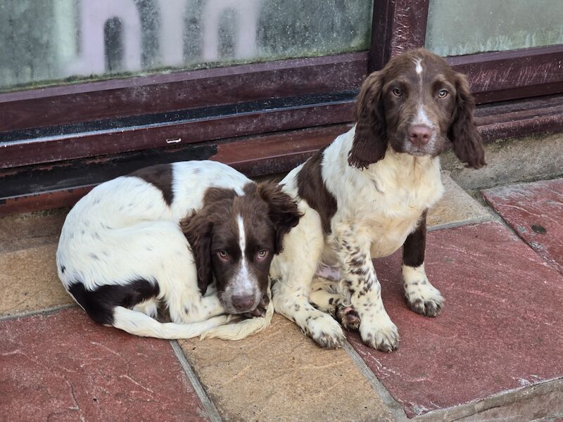 Springer Spaniel puppies for sale in Redruth, Cornwall – KC registered, 1 year old - Image 7 of 15