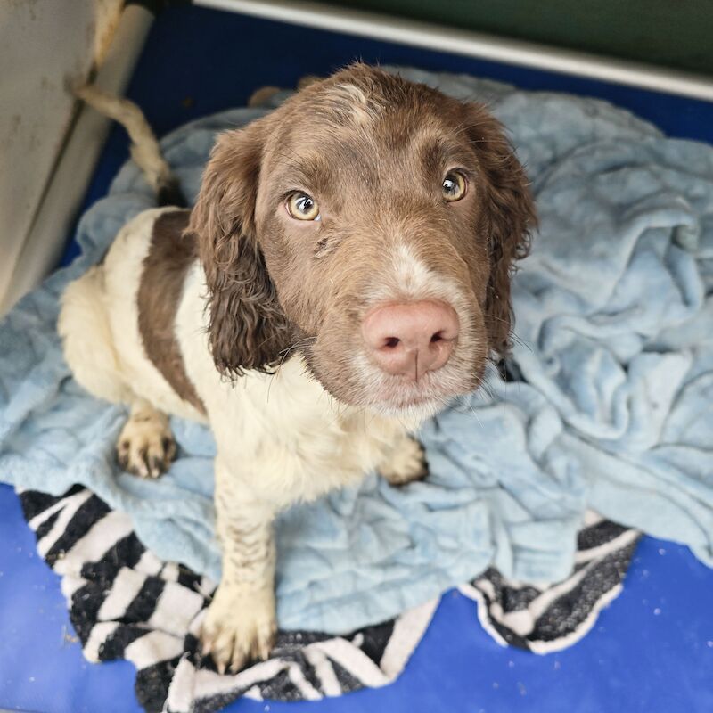 Springer Spaniel puppies for sale in Redruth, Cornwall – KC registered, 1 year old - Image 9 of 15