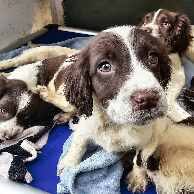 Springer Spaniel puppies for sale in Redruth, Cornwall – KC registered, 1 year old - Image 11 of 15