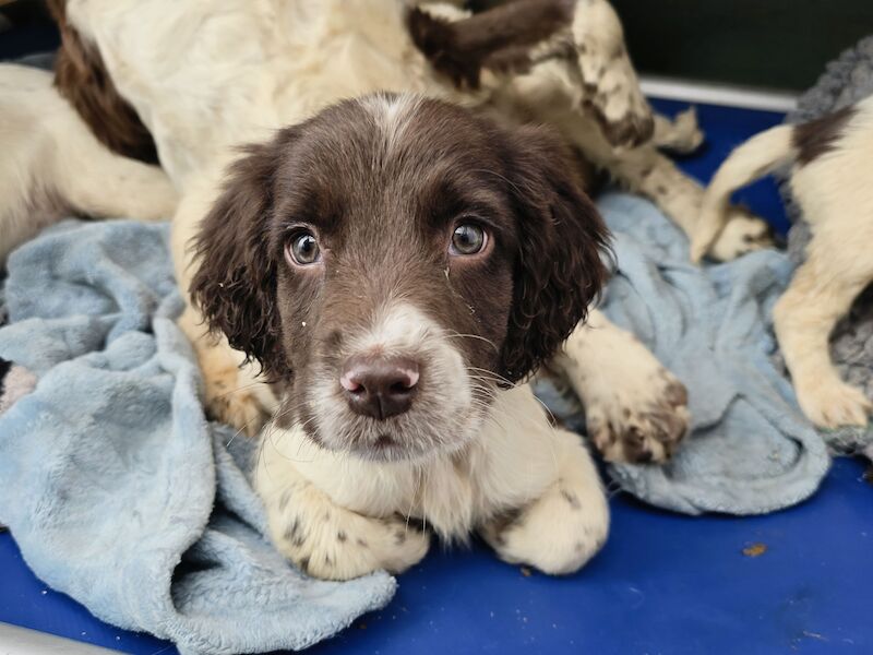 Springer Spaniel puppies for sale in Redruth, Cornwall – KC registered, 1 year old - Image 10 of 15
