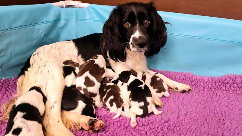 Springer Spaniel puppies for sale in Redruth, Cornwall – KC registered, 1 year old - Image 15 of 15