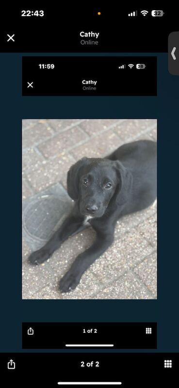 Springer Spaniel puppies for sale in Huntingdon, Cambridgeshire – 3 months old