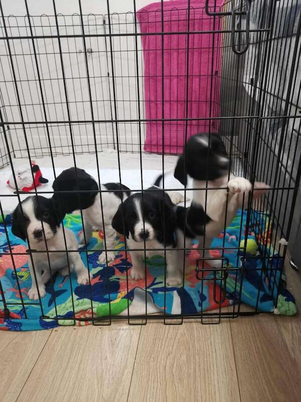 Springer Spaniel puppies for sale in Stevenston, Ayrshire and Arran – KC registered, 8 weeks old