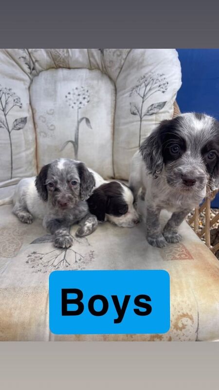Springer Spaniel puppies for sale in Harlow, Essex – 8 weeks old