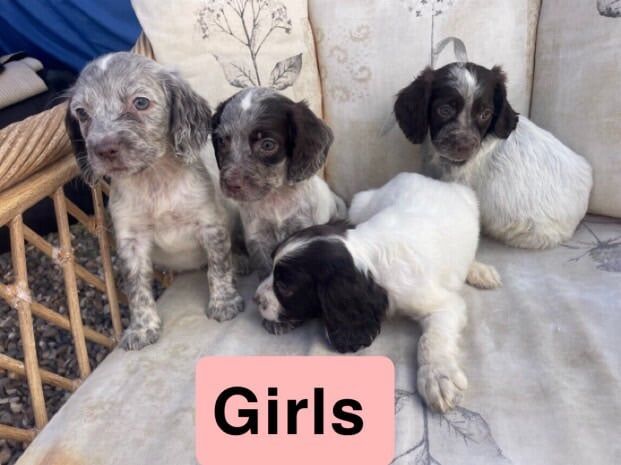 Springer Spaniel puppies for sale in Harlow, Essex – 8 weeks old - Image 2 of 3