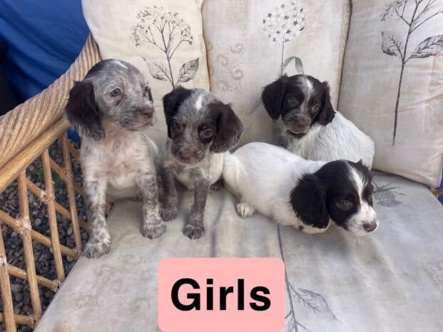 Springer Spaniel puppies for sale in Harlow, Essex – 8 weeks old - Image 3 of 3