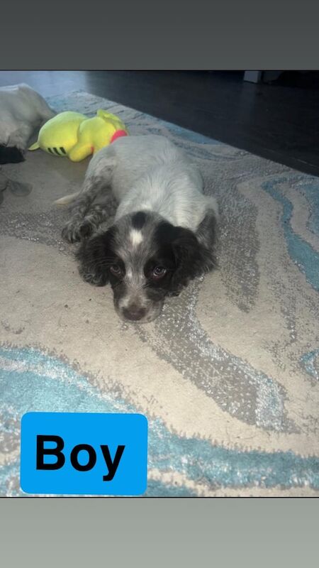 Springer Spaniel puppies for sale in Bishop's Stortford, Hertfordshire – 3 months old