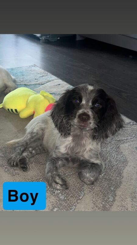 Springer Spaniel puppies for sale in Bishop's Stortford, Hertfordshire – 3 months old - Image 2 of 3