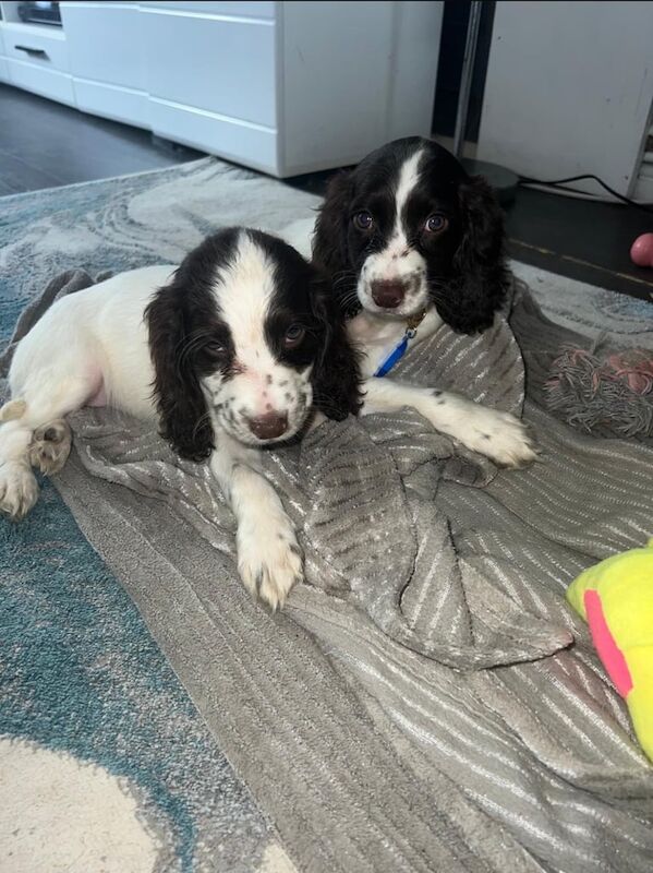 Springer Spaniel puppies for sale in Bishop's Stortford, Hertfordshire – 3 months old - Image 3 of 3