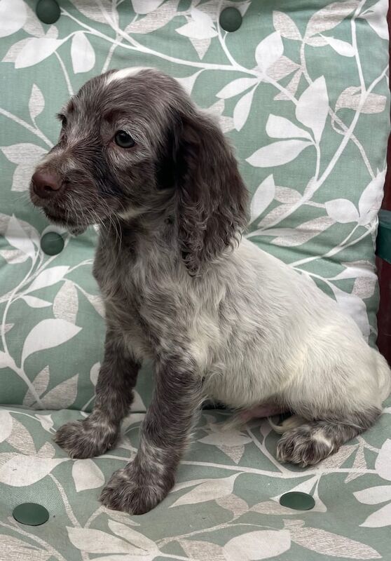Springer Spaniel puppies for sale in Bishop's Stortford, Hertfordshire – 8 weeks old