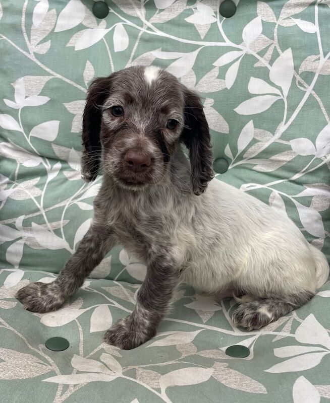 Springer Spaniel puppies for sale in Bishop's Stortford, Hertfordshire – 8 weeks old - Image 2 of 3