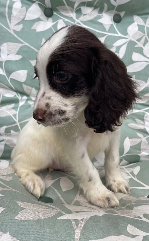 Springer Spaniel puppies for sale in Bishop's Stortford, Hertfordshire – 8 weeks old - Image 3 of 3