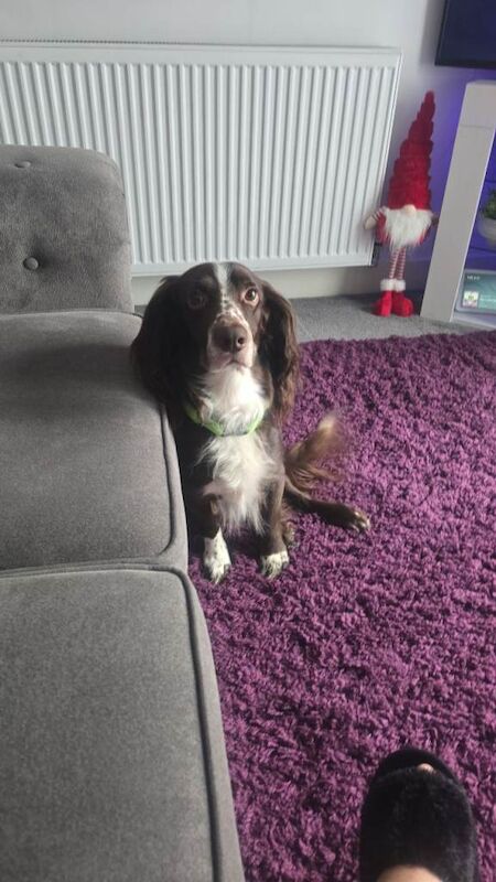 Springer Spaniel Puppies For Sale Under Β£1,000