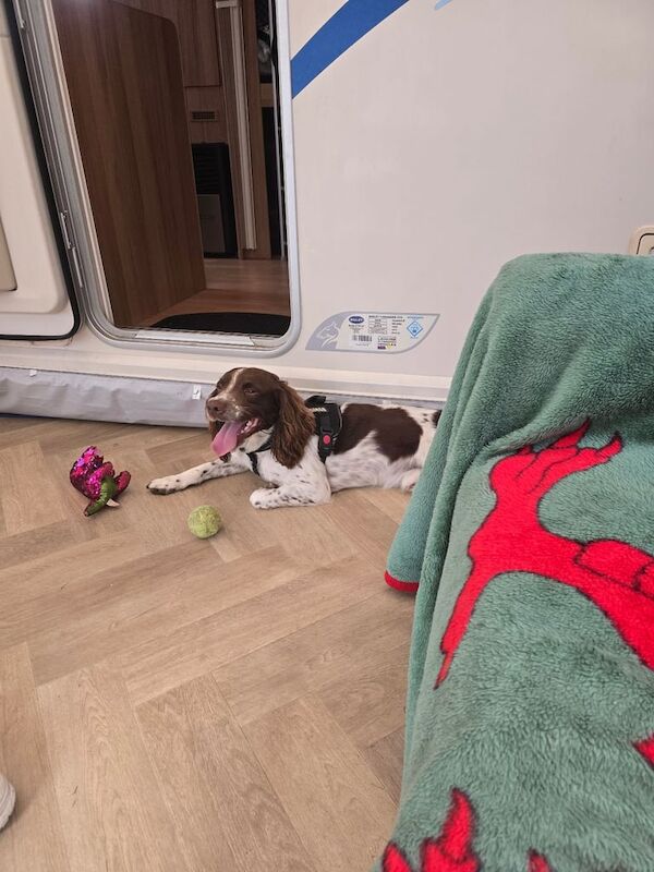 Springer Spaniel puppies for sale in Abercynon, Mid Glamorgan – 4 years old